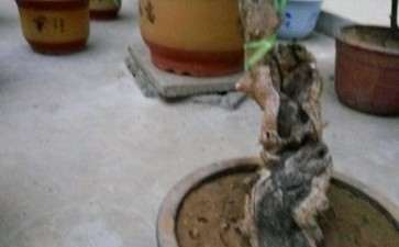 丹桂花下山桩没开过花 可以换头吗 图片