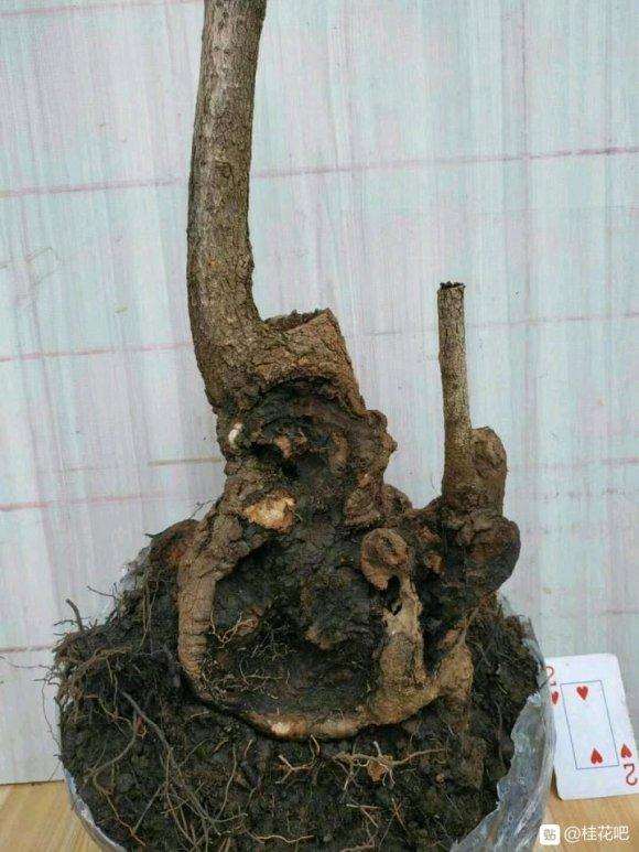 桂花下山桩太小 怎么截最好