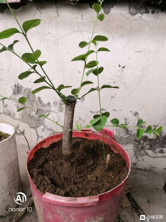 桂花下山桩太小 怎么截最好