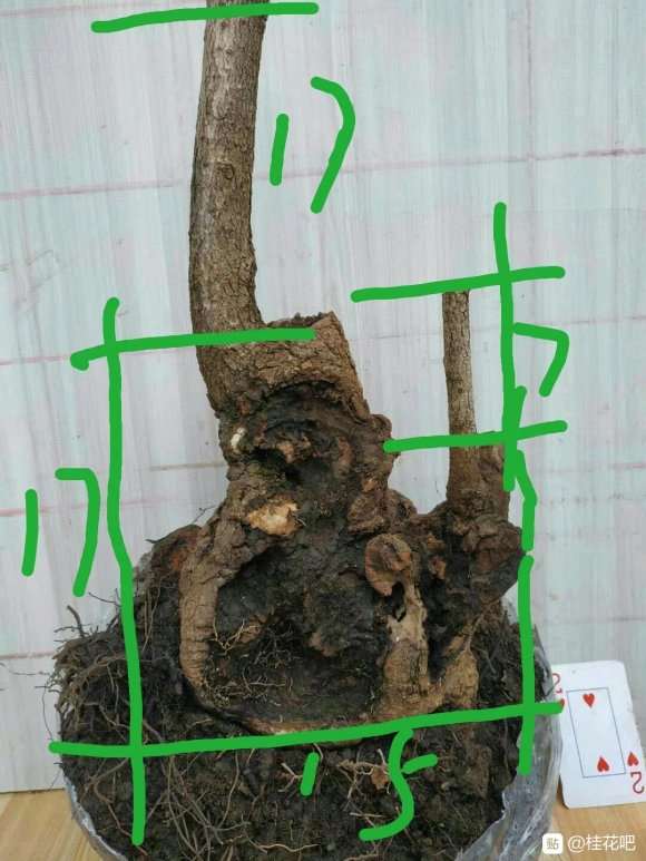 桂花下山桩太小 怎么截最好