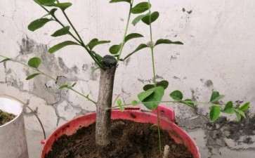 桂花下山桩太小 怎么截最好 图片