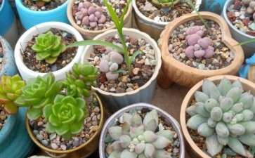 为什么夏天草比多肉都生长的快 图片