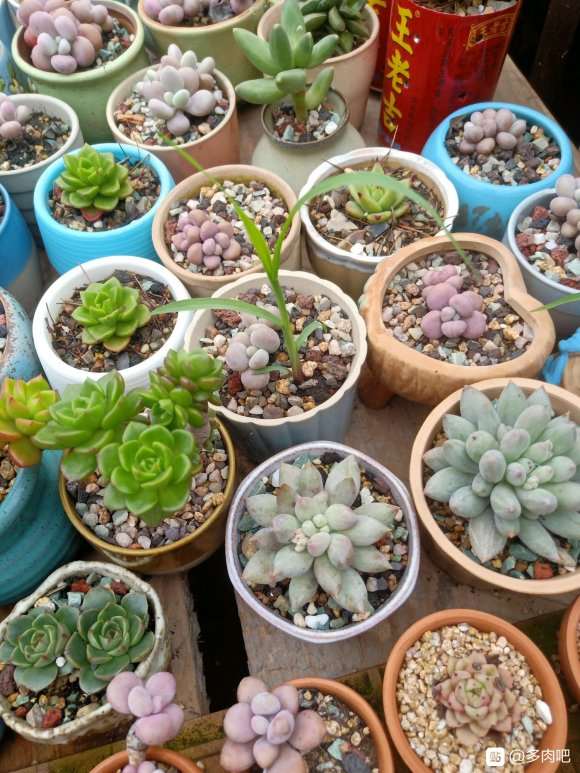 为什么夏天草比多肉都生长的快 图片