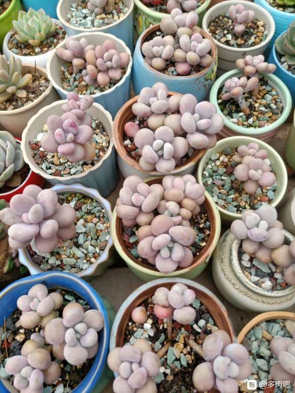 为什么夏天草比多肉都生长的快 图片