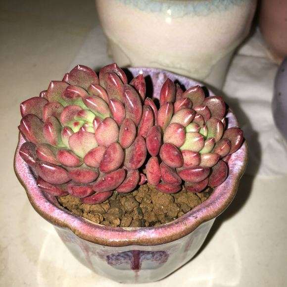 上海夏季红宝石多肉多久浇水呀