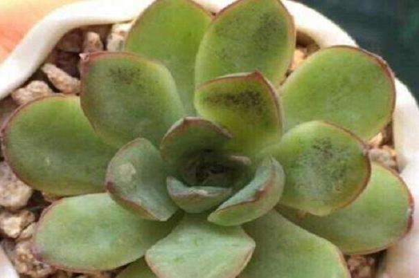 夏天多肉有煤烟病 怎么办 图片