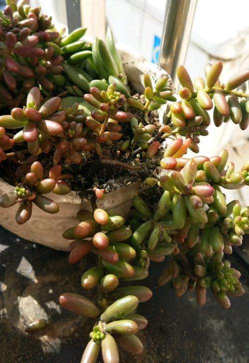 夏天虹之玉多肉得了煤烟病