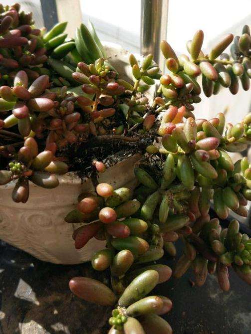 夏天虹之玉多肉得了煤烟病