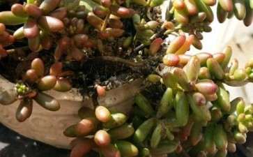 夏天虹之玉多肉得了煤烟病 怎么办