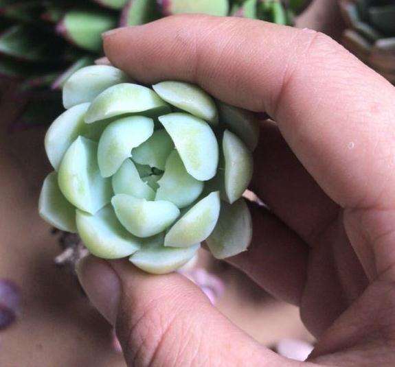 夏季阳台养多肉 还要用补光灯