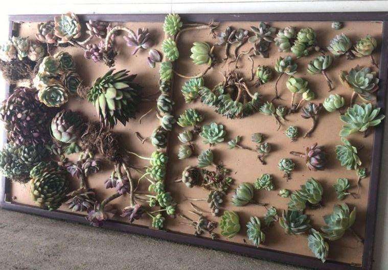 夏季阳台养多肉 还要用补光灯