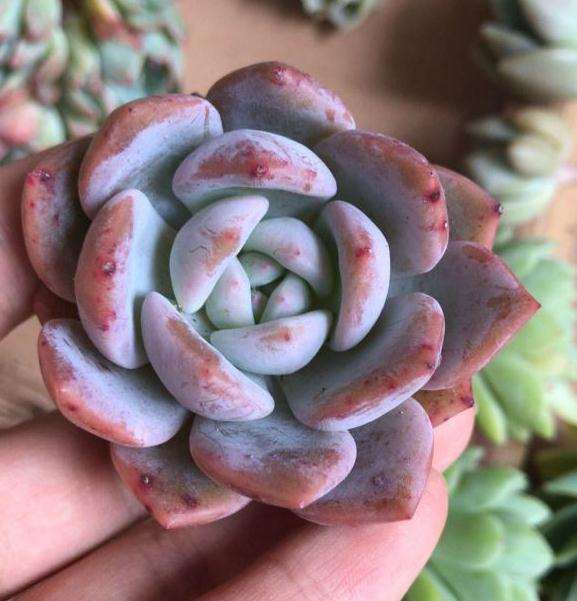 夏季阳台养多肉 还要用补光灯