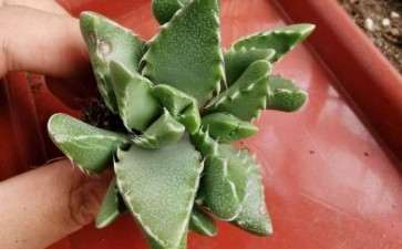 夏季31度 看我多肉开箱 图片