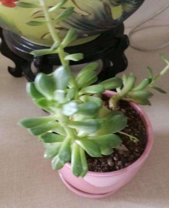 夏天多肉分盆一个月 花瓣脱落 怎么办