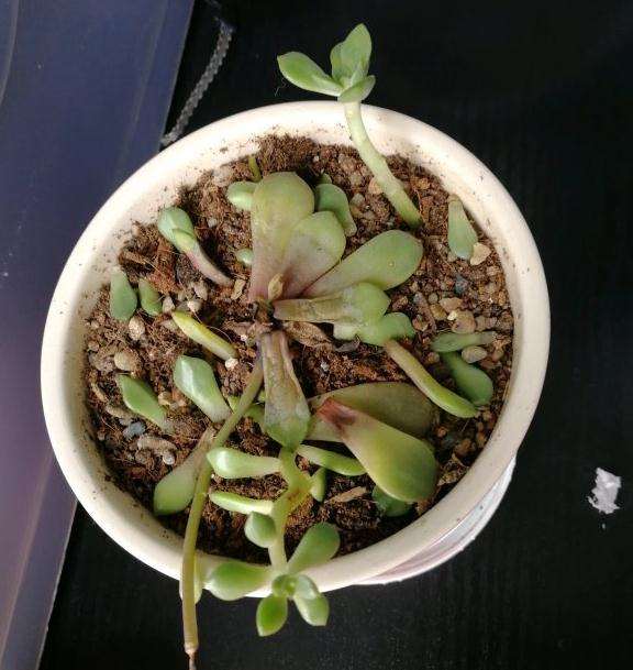 夏天多肉分盆一个月 花瓣脱落 怎么办
