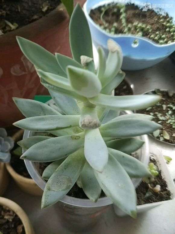 为什么夏天多肉度夏南 成这样了 图片