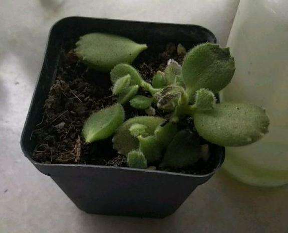 为什么夏天多肉度夏南 成这样了 图片