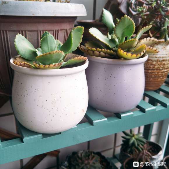 重庆夏天气温太闷热 多肉死了一批又一批