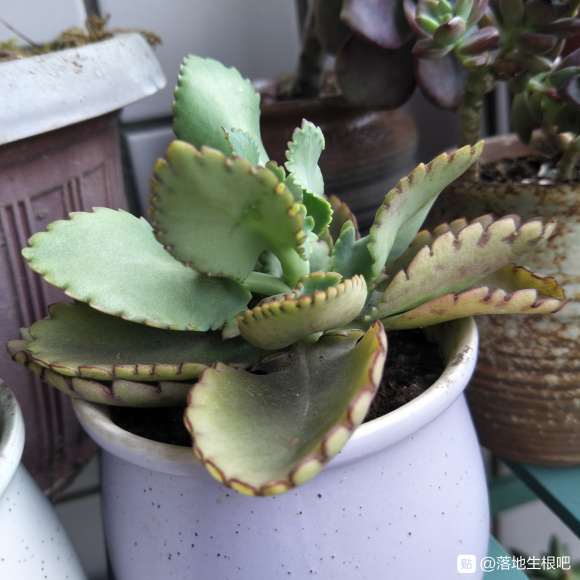 重庆夏天气温太闷热 多肉死了一批又一批