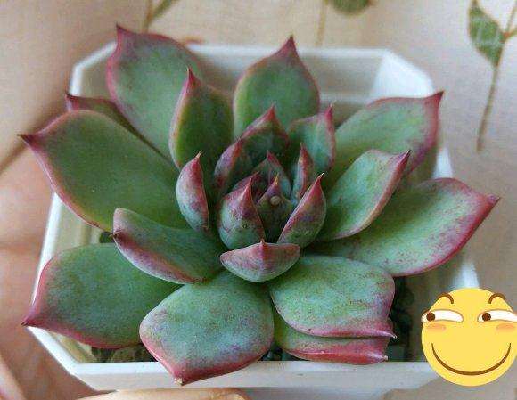 大橙子多肉夏天瘫了 叶片还能包起来不