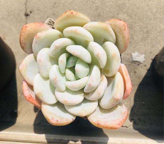 大橙子多肉夏天瘫了 叶片还能包起来不