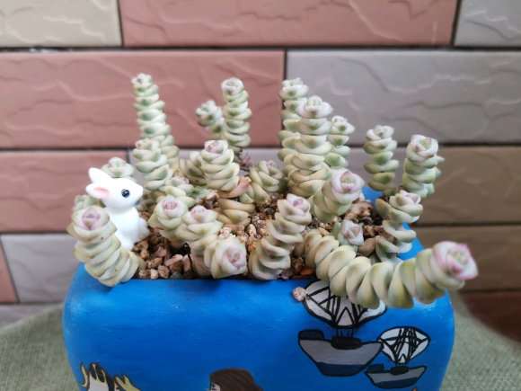 今年夏天30度 多肉依然美美的