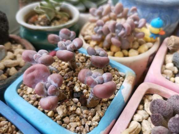 今年夏天30度 多肉依然美美的