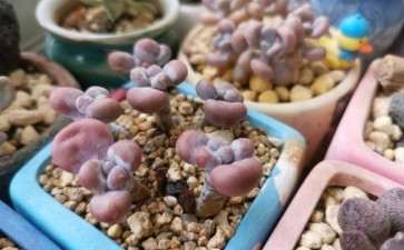 今年夏天30度 多肉依然美美的 图片