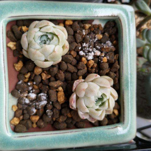 为什么法师多肉夏天很容易死