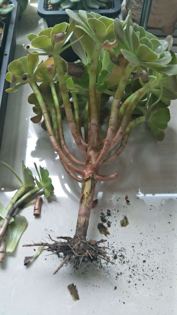 杭州高温高湿 夏季多肉怎么发根呢