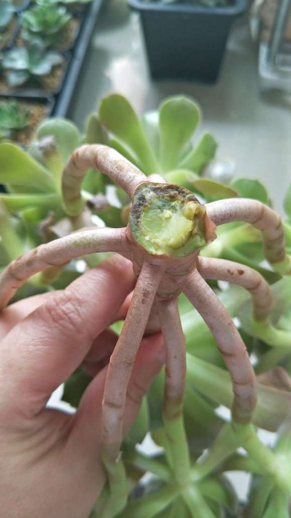 杭州高温高湿 夏季多肉怎么发根呢