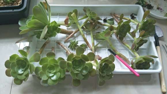 杭州高温高湿 夏季多肉怎么发根呢