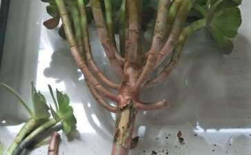 杭州高温高湿 夏季多肉怎么发根呢