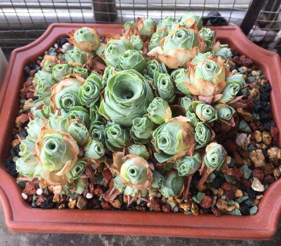 为什么夏季千万不能再买玫瑰多肉