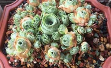 为什么夏季千万不能再买玫瑰多肉