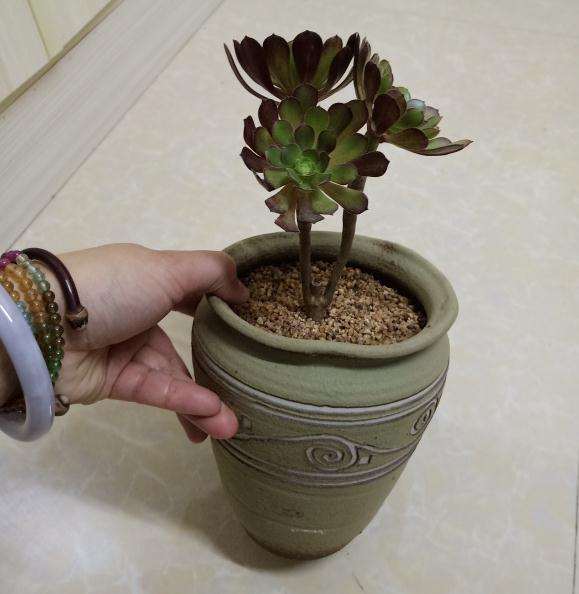 为什么法师多肉到夏天容易掉叶是吗