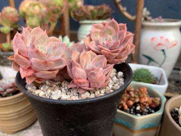 请教有哪些多肉是夏必死