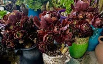 为什么法师多肉夏天确实好看 图片