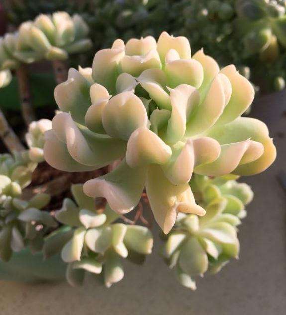 特玉莲多肉在夏天介壳虫爆发