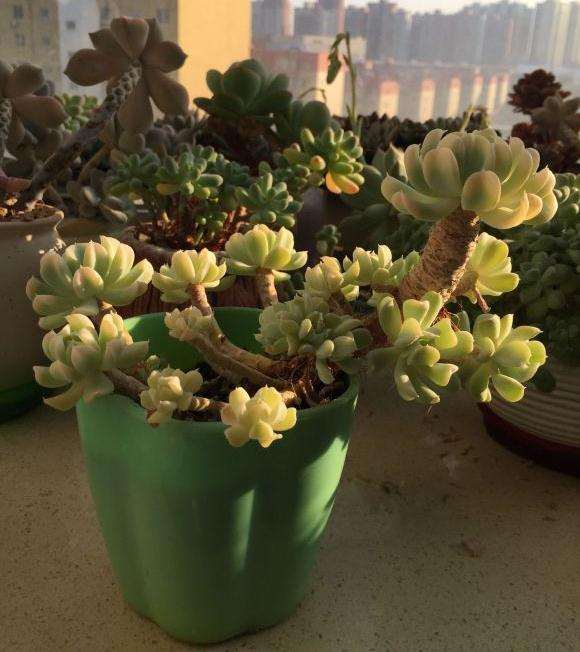 特玉莲多肉在夏天介壳虫爆发