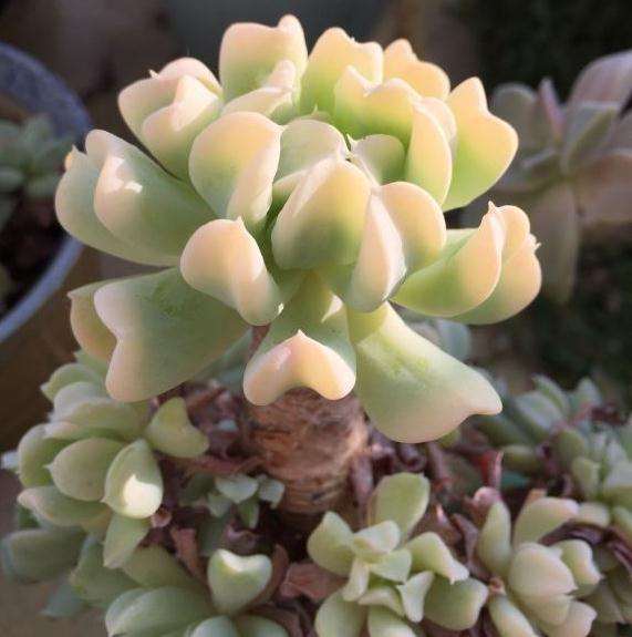 特玉莲多肉在夏天介壳虫爆发