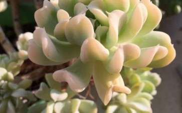 特玉莲多肉在夏天介壳虫爆发 差点死掉