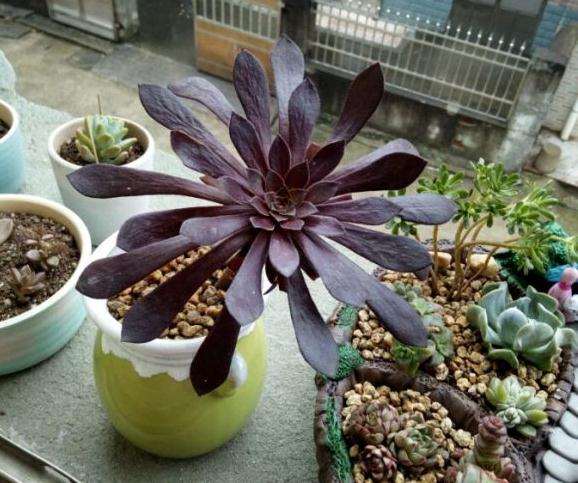 黑法师多肉可以长时间嗮太阳吗