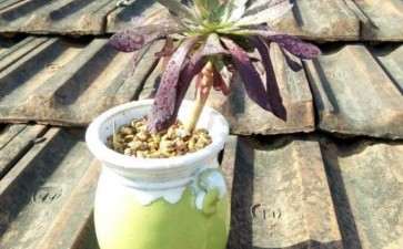 黑法师多肉可以长时间晒太阳吗