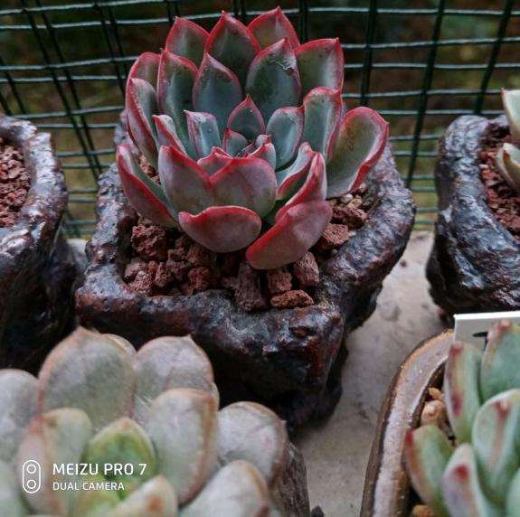 去年夏天死了好几颗莎莎多肉心痛