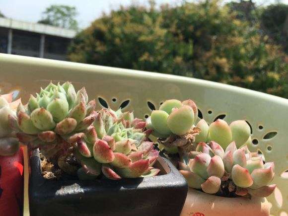 去年夏天死了好几颗莎莎多肉心痛