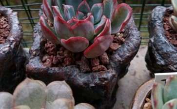 去年夏天死了好几颗莎莎多肉心痛