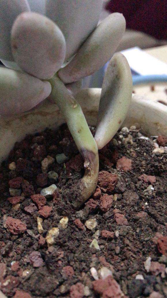 怎么一到夏天多肉就要枯