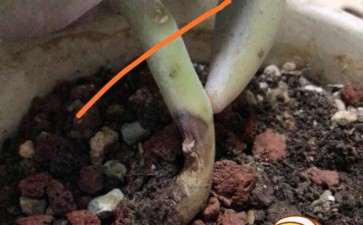 怎么一到夏天多肉就要枯 怎么办 图片