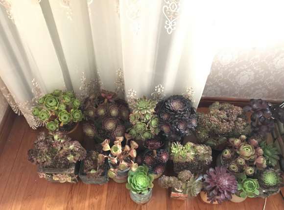 法师多肉夏天能服盆吗